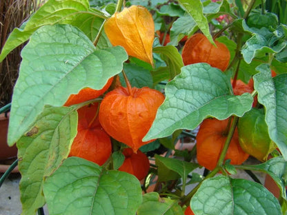 Lantern Cherry Seeds - Winter Ground Cherry