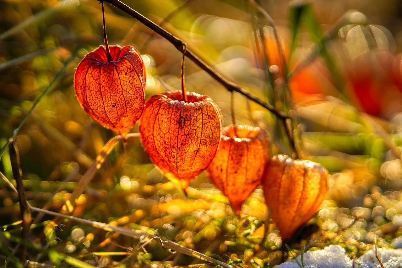 Lantern Cherry Seeds - Winter Ground Cherry
