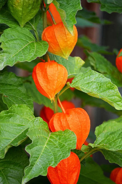 Lantern Cherry Seeds - Winter Ground Cherry