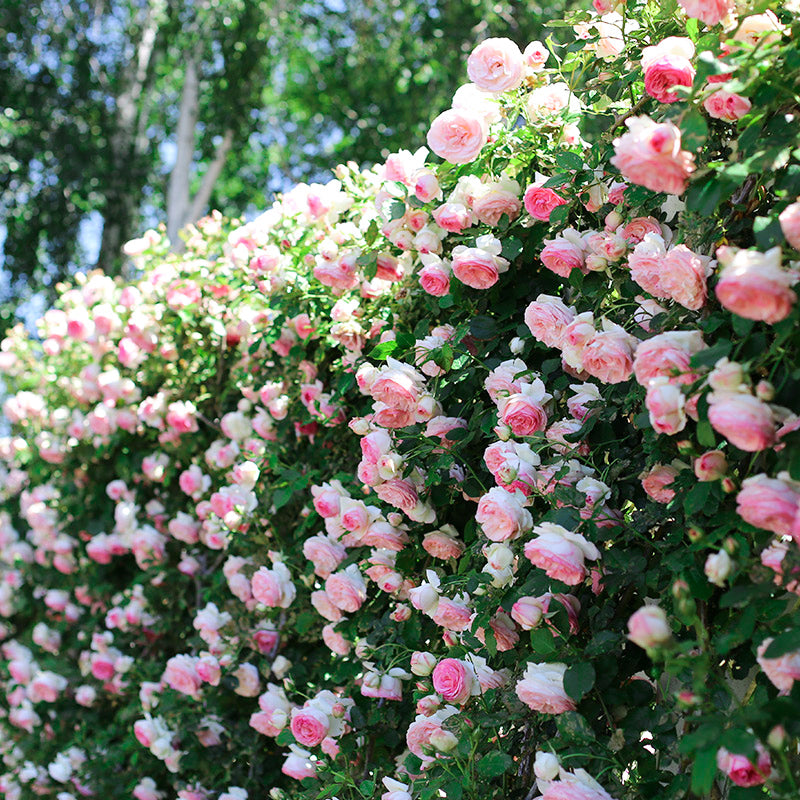 Pink Lady Rose Climbing Seeds
