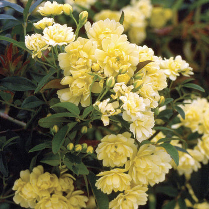 Yellow Banks Rose Seeds
