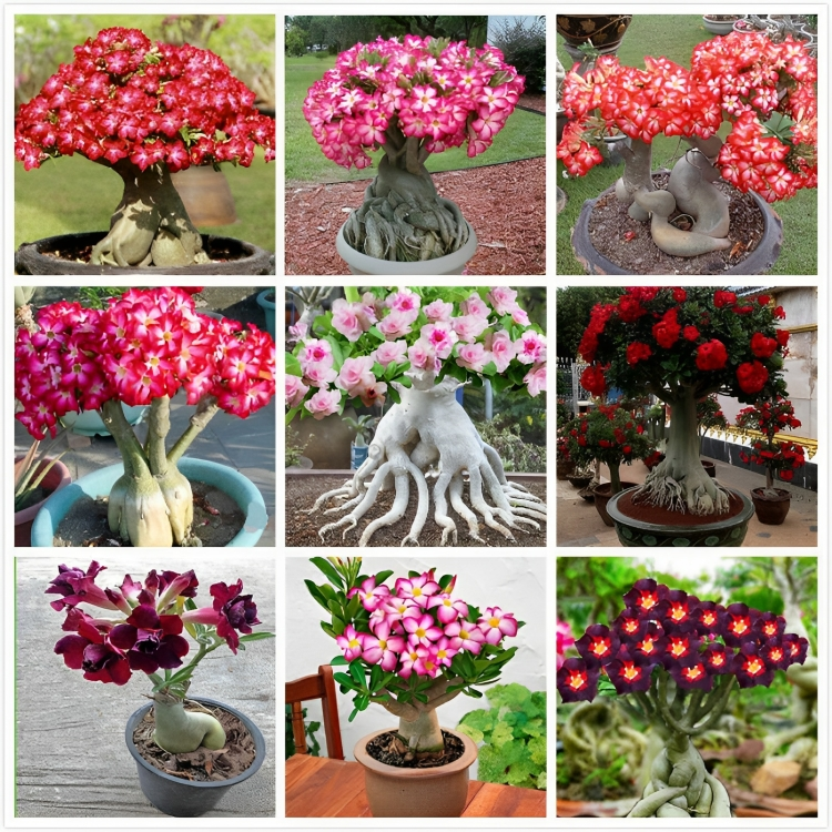 Desert Rose🌹- Multiple Varieties🌈 Heat-Resistant✨