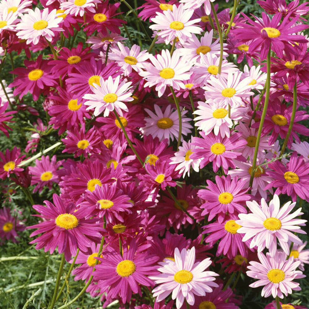 Pyrethrum Seeds Mixed Colors