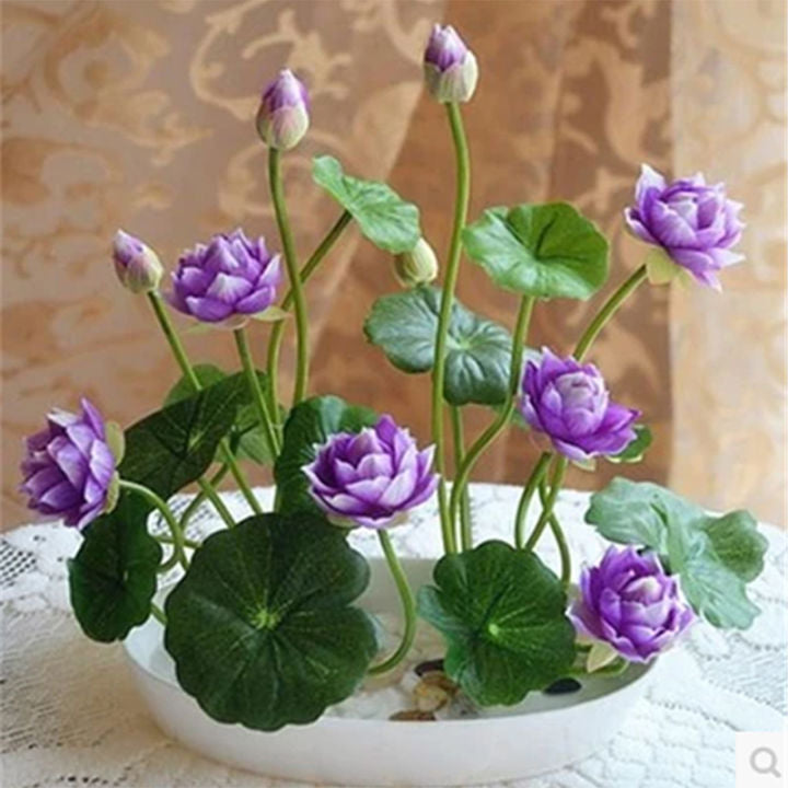 💖💖 The Premium Bonsai Lotus Flower Seeds - Non-GMO Heirloom Water Garden Plant