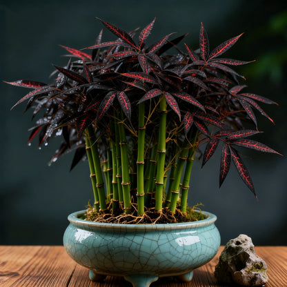 🌿 DreamBamboo Bulbs— Multi-Color Lucky Bamboo Cypress