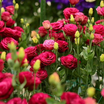Eustoma Thornless Rose - Lisanthus Seeds