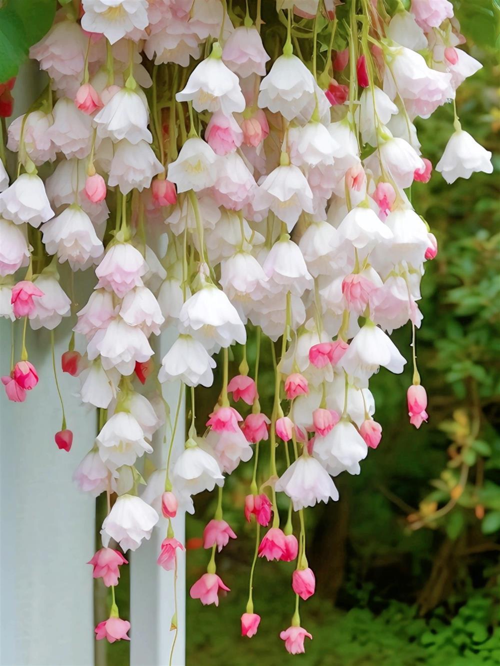 Weeping Begonia – A Cascading Floral Beauty 🌸✨