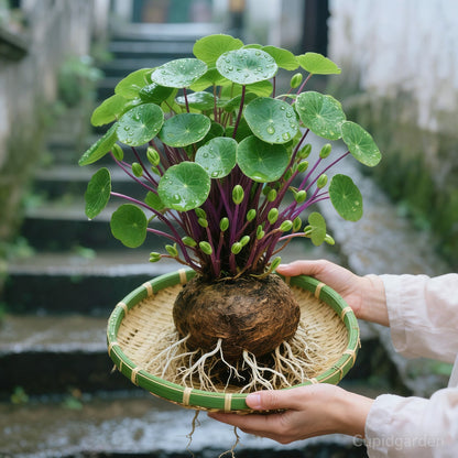 🎈🪴Red rattan Stephania Erecta Bulbs: The strongest houseplant for lazy people☘️