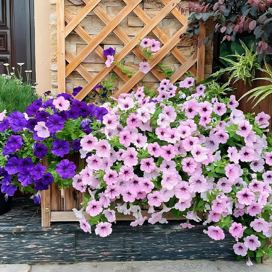 Dwarf Petunia Seeds for Pots, Baskets and Gardens🌸