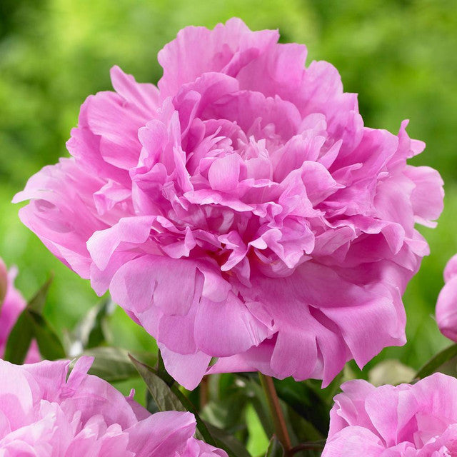 Peony Seeds (Autumn Saw)
