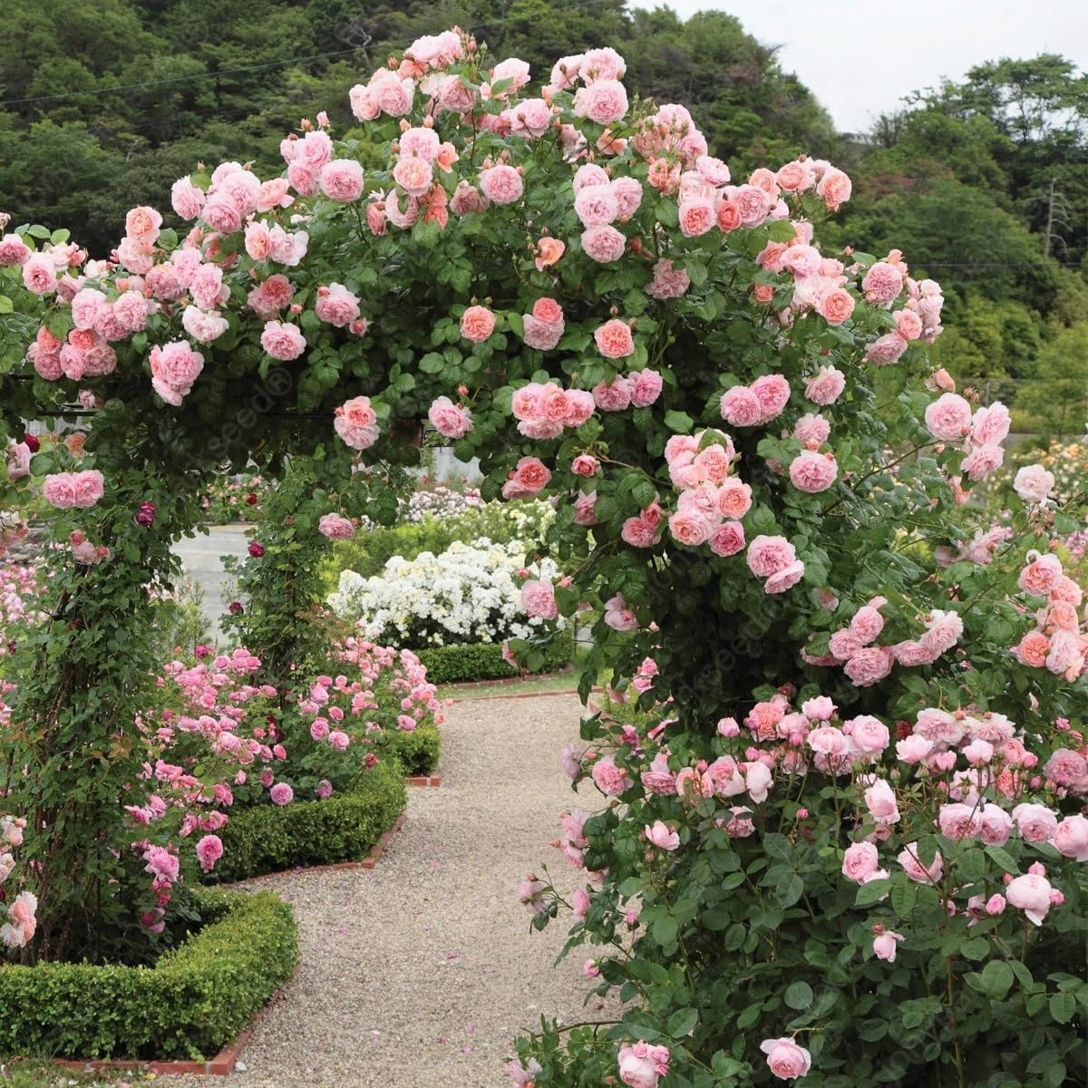 Mix Climbing Rose Seeds for Planting