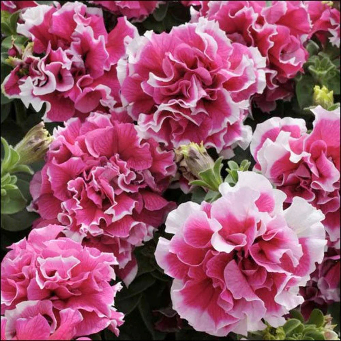 Flowers Seeds Petunia Pirouette Mix F1