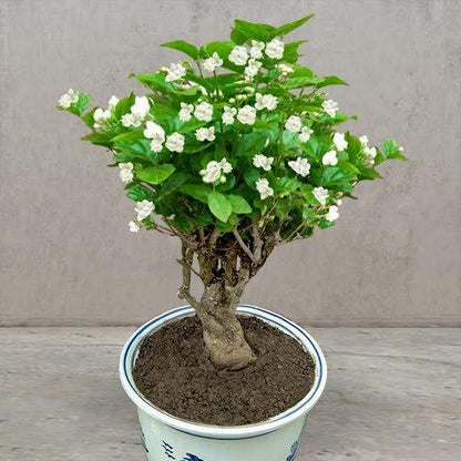 Rare Double Jasmine Seeds – Stunning Fragrant White Blooms