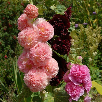 Extreme Cold Hardy Perennial Flower Seeds Mix