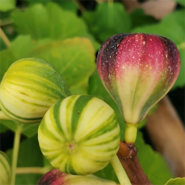 Rainbow Figs Seeds