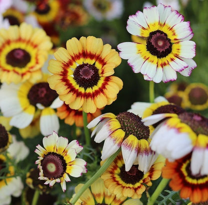 Groundcover-Daisy Seeds
