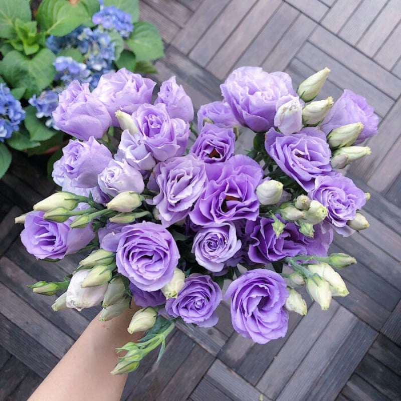 Eustoma Thornless Rose - Lisanthus Seeds