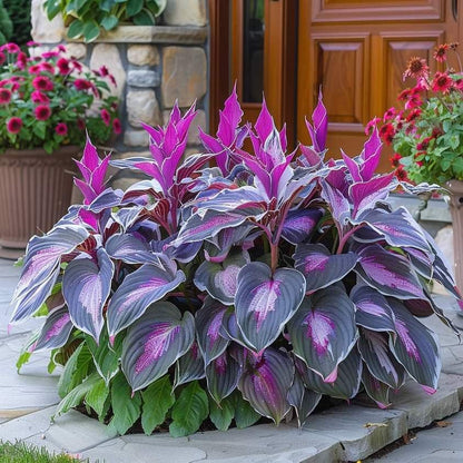 🌿 Midnight Blue Hosta Bulbs – Rare Deep-Toned Foliage for Shady Garden Spaces