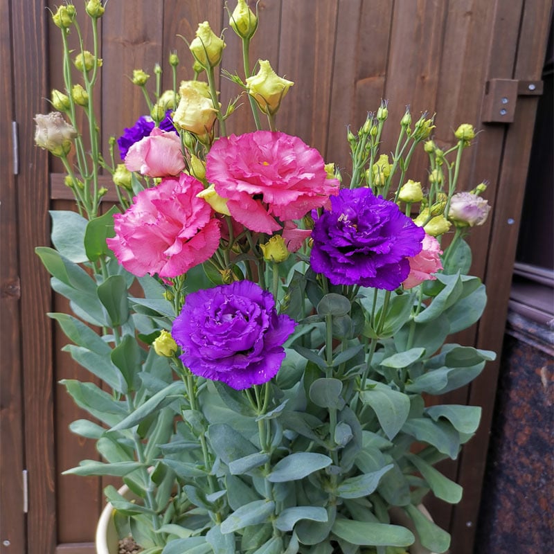 Eustoma Thornless Rose - Lisanthus Seeds