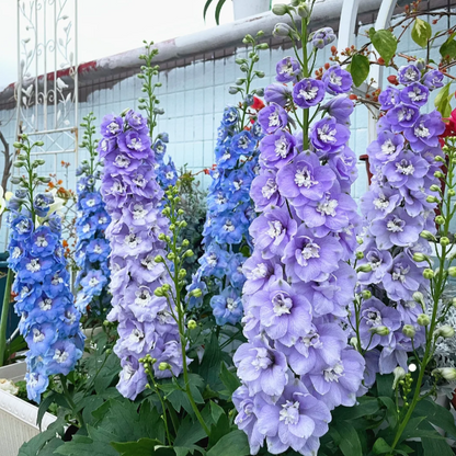 🌼✨Big Flower Delphinium Seeds