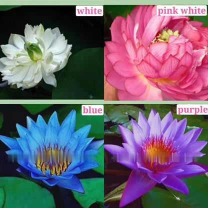 💖💖 The Premium Bonsai Lotus Flower Seeds - Non-GMO Heirloom Water Garden Plant