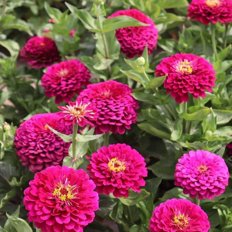 🌸 Fast-growing Blooms All Season - Zinnia Seeds Mix