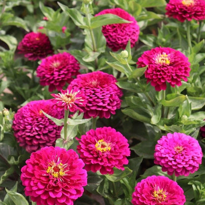 🌸 Fast-growing Blooms All Season - Zinnia Seeds Mix