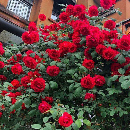 Climbing Rose Seeds🌹