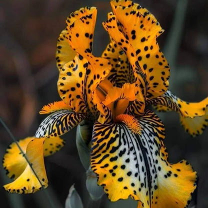 Pearl Mist-Rare Iris Bulbs⚜️