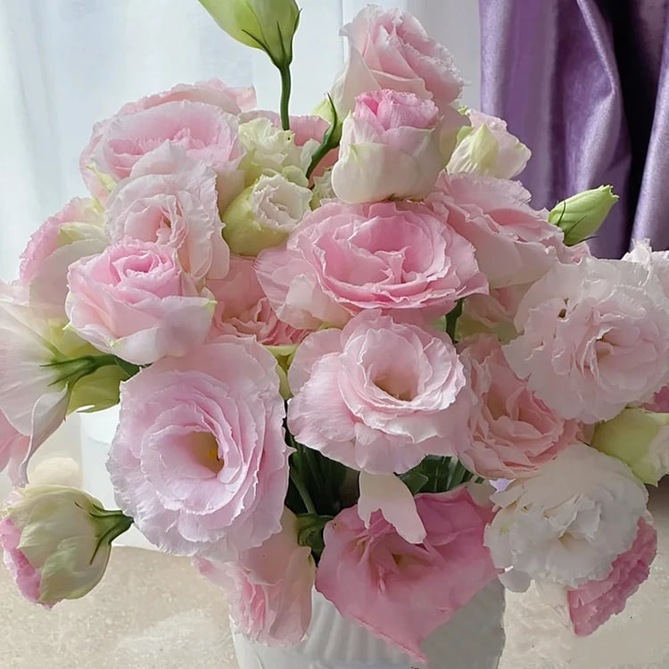 Eustoma Thornless Rose - Lisanthus Seeds