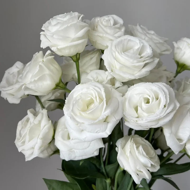 🔥Best-Selling Premium Lisianthus Seeds — Grow Elegant Blooms That Last Longer