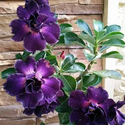 Desert Rose🌹- Multiple Varieties🌈 Heat-Resistant✨