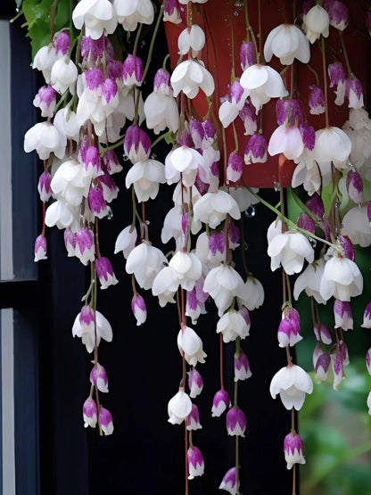 Weeping Begonia Seeds - Malus Halliana