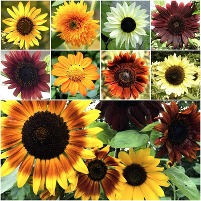 15 Species Heirloom Non-GMO Sunflower Mix Seeds