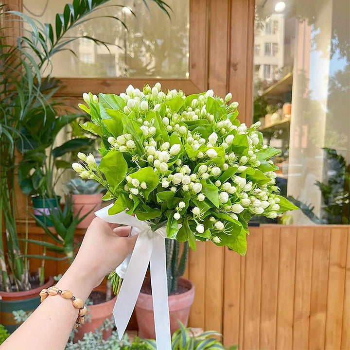 Rare Double Jasmine Seeds – Stunning Fragrant White Blooms