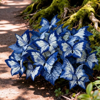 Blue Begonia 'Moonlight Butterfly' Seeds