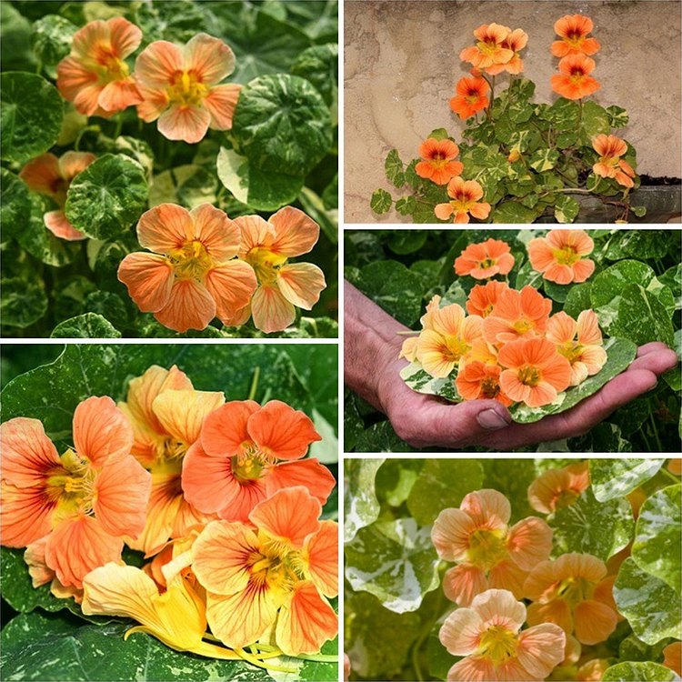 Nasturtium Seeds– Decor Flower for Salads & Garden Color🌼