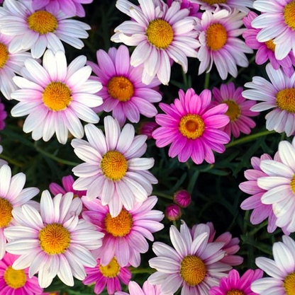 Pyrethrum Seeds Mixed Colors