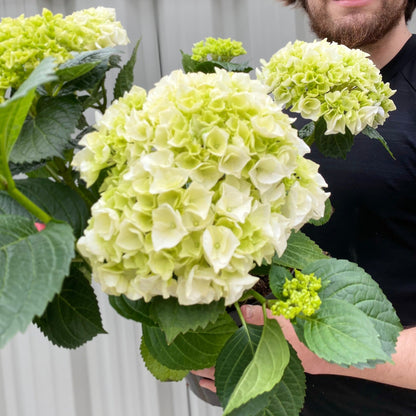 Premium Hydrangea Seeds – Grow Stunning Color-Changing Bloom Garden