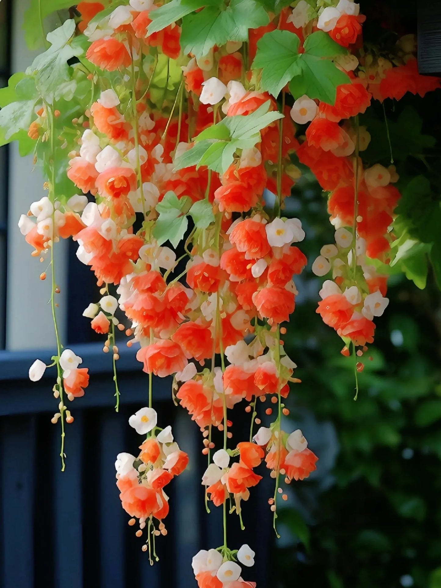 Weeping Begonia Seeds - Malus Halliana