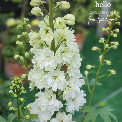🌼✨Big Flower Delphinium Seeds