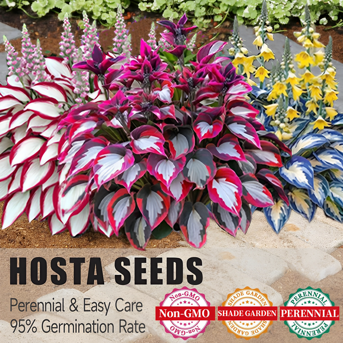 🌿 Midnight Blue Hosta Bulbs – Rare Deep-Toned Foliage for Shady Garden Spaces