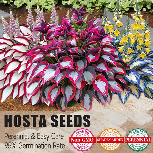 🌿 Midnight Blue Hosta Bulbs – Rare Deep-Toned Foliage for Shady Garden Spaces