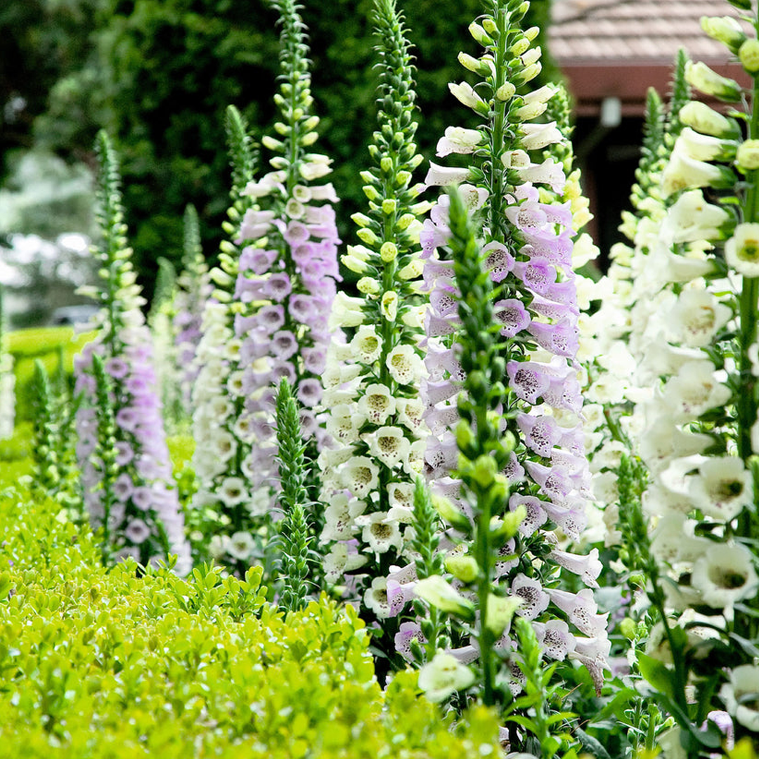 Premium Giant Foxglove Seeds — Easy to Grow Perennial