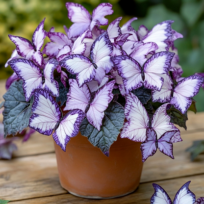 Aurora Wings Begonia Seeds