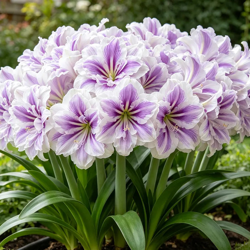 ✨ Rare Giant Double Amaryllis Bulbs — Luxurious Fragrant Blooms