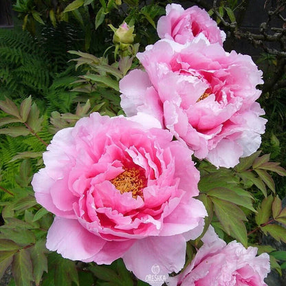 Peony Seeds (Autumn Saw)