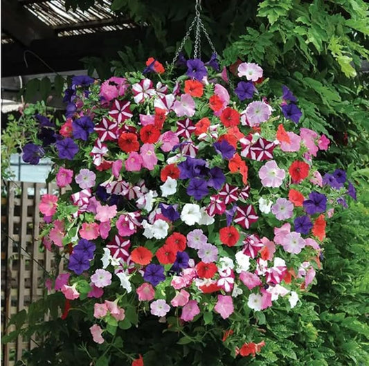 Ultra Star Mixed Hanging Petunia Seeds
