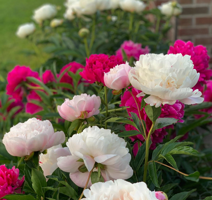 Peony Seeds Mix Colors