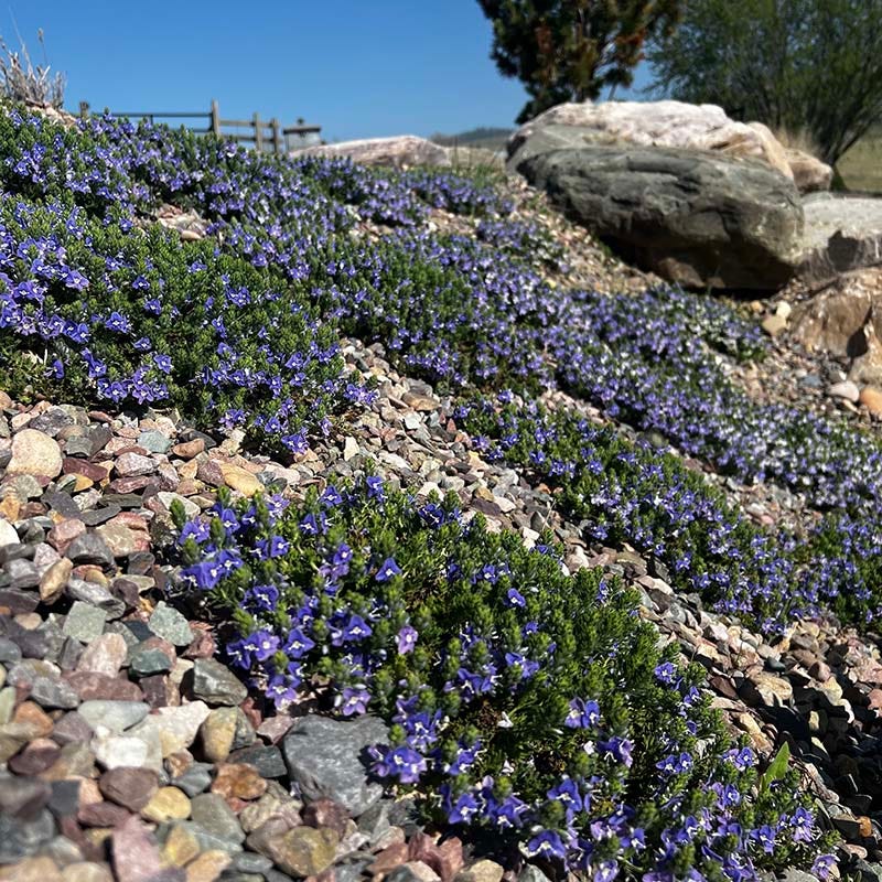 Blue Woolly Veronica